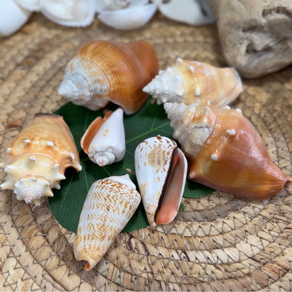 7 CONCH SHELLS BUNDLE 4 Florida Fighting Conchs & 3 Strawberry Conch Seashells